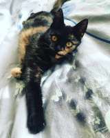 cats-animals-8775106.jpeg