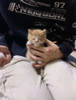 cats-8766560.png