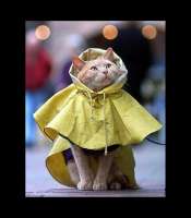 GENTLECAT-artist-cats-8767438.jpeg