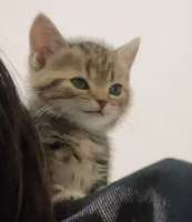cats-kitten-look-8766834.jpeg
