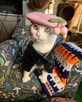 anon-cats-8765287.jpeg