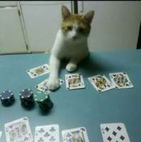 anon-cats-8765247.jpeg