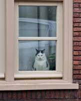 cats-8763455.png