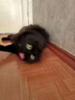 cats-8764157.jpeg