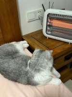 cats-8763441.png