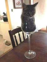cats-8762776.jpeg