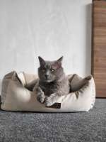 cats-animals-8760032.jpeg