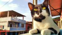 cats-8760687.jpeg