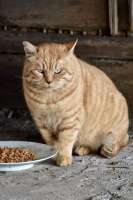 cats-hamutahamuhamu-8761570.jpeg