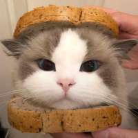 cats-8759511.png