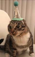 cats-8758245.png