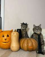 loveyouStepan-cats-Halloween-8655156.jpeg