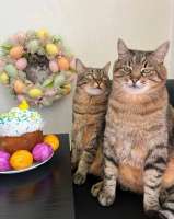 loveyouStepan-cats-8880828.jpeg