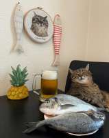 loveyouStepan-cats-beer-8567435.png