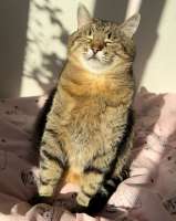 cats-loveyouStepan-8597820.jpeg