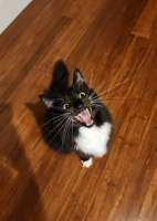 cats-animals-8757005.jpeg