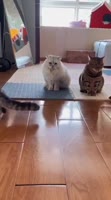 1000053000.mp4