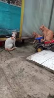 17498442542800.mp4