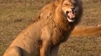 lionloled.mp4