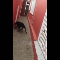 60e7992505de0fdcd3b7f5d945188980.mp4