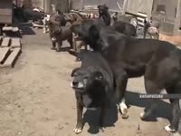 170 собак.mp4