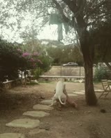 17172403058270.mp4