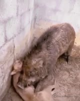 17234578455900.mp4