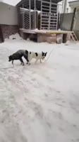 17236719931211.mp4