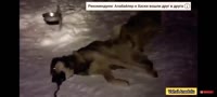 17237041578360.mp4