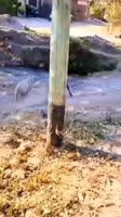 17322769822290.mp4