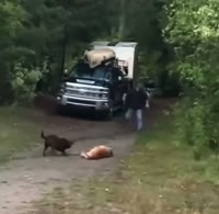 Guy saves his dog from mountain lion.mp4
