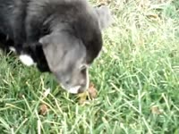 My Dog Eating His Poop.mp4