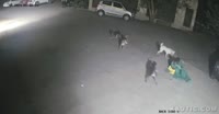 video2024-12-1510-48-15.mp4