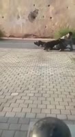 When the Dog ATTACKS BACK.mp4