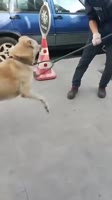 Агрессивный яйцелиз пойман.mp4