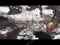 алабай алабай ты коров не кусай.mp4