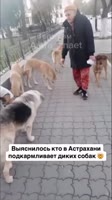 Астраханские собачки.webm