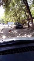 Астрахань множество собак.mp4