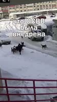 17434905710170.webm