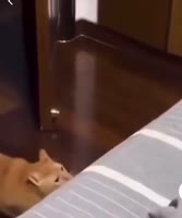 17014276570640.mp4