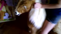 FurReal Pony Butterscotch.mp4