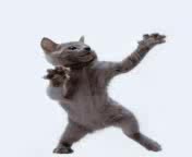 Cat-дискач.webm