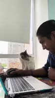 969122.webm