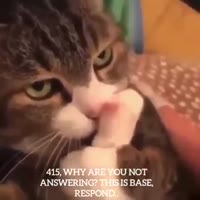 415 я база ответьте.mp4