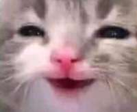 Ахахаха ээээ котэЪ.jpg