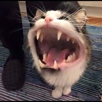 17569894865170.webm