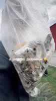 tyurichka2025-04-28-22-30-041745854204290.mp4