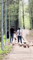 СобачникиЭпик.mp4