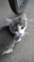 Editor(1).mp4