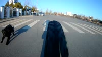 dog.webm